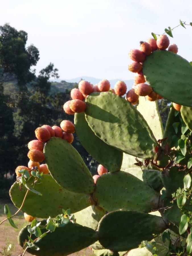 A Camera Di A Vigna Casta Exteriér fotografie